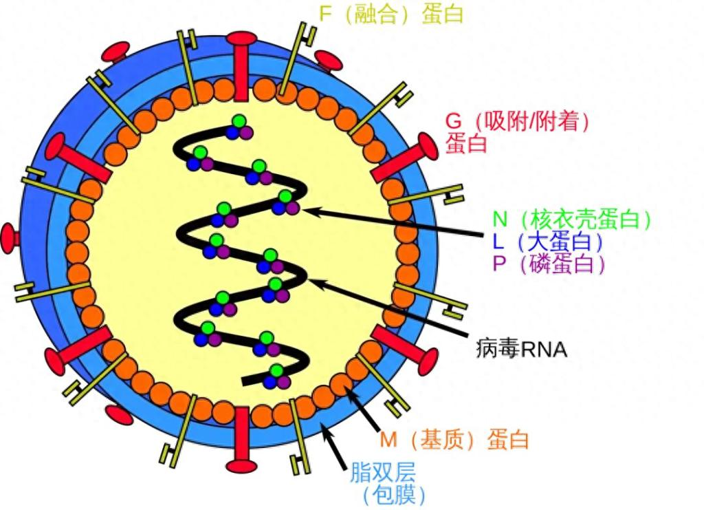 今日无症状感染/无症状感染者数据公布